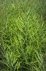 Green Rapeseed field, seed pods close up. Stems of rapeseed.