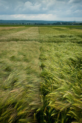 two fields with varieties of grain crops