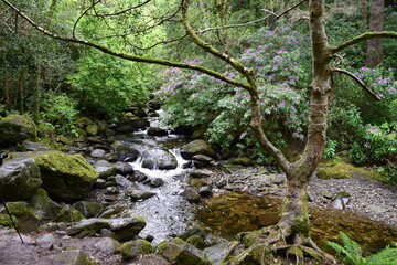 stream in the forest
