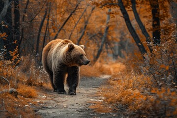 animal, bear, forest, mammal, nature, wildlife, big, brown bear, wild, background. close up to big...