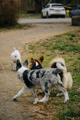 A grey Merle border collie puppy stands next to a Welsh corgi Pembroke tricolor and a white French bulldog. Three dogs met on a walk in the park. Rear view. Butts and tails.