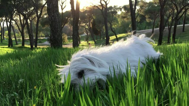 Bichón Maltés jugando en el parque. Mascota, pelota. Adorable. Hierba verde. Arboleda,