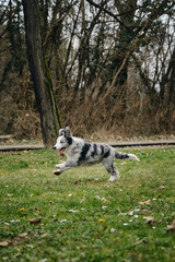 Charming blue-eyed border collie puppy gray Merle color runs through the park on the green grass in spring. Happy active young dog movement phase.