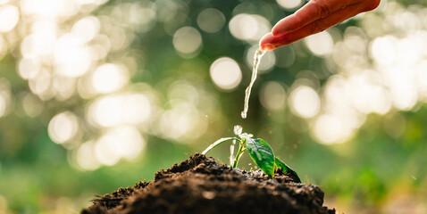 green, earth, eco, environment, tree, nature, natural, plant, leaf, ecology. hand watering plants...