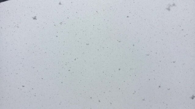Nevada. Copos de nieve cayendo. Invierno.