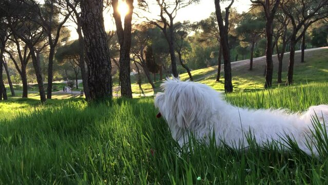 Bichón Maltés jugando en el parque. Mascota, pelota. Adorable. Hierba verde. Arboleda,