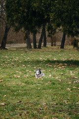 Obraz na płótnie Canvas Charming blue-eyed border collie puppy gray Merle color walks in the park on the green grass in spring. Happy young dog is lying in the field alone.