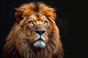 Fototapeta premium animal, nature, predator, wild, wildlife, ai, background, hunter, jungle, abstract. close up portrait of lion in dramatic against black background with enigmatic intense expression via Gen AI.