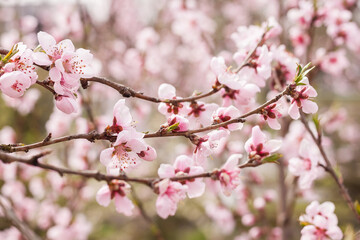 Peach flowers. Small depth of field