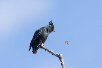 A male Phainopepla perched on the tip of a thorny branch with a blue sky in the background, looks...