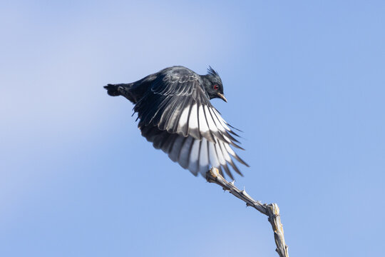 A male Phainopepla spreads his wings showing the white wing bars as he lifts of from his perch on the thorny branch of an ocotillo stem. 