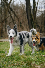 Grey merle blue-eyed border collie puppy stands with Welsh corgi Pembroke tricolor. Two dogs met on a walk in the park. Friendly pets outside.