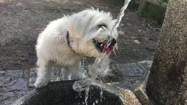 Bichón maltés bebiendo agua. Pequeño perro blanco bebiendo agua de una fuente. Cámara lenta.