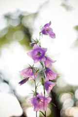 Closeup shot of purple flower with blurred background