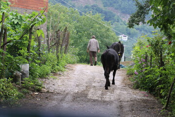 Peasant people taking their domestic cows to the garden to graze