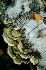 Mushrooms on a Fallen Tree