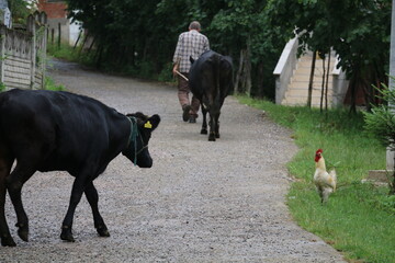 Peasant people taking their domestic cows to the garden to graze
