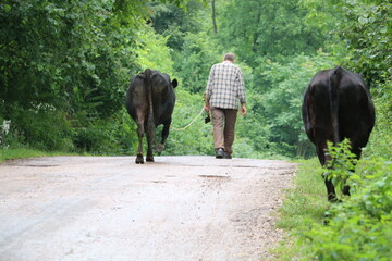Peasant people taking their domestic cows to the garden to graze