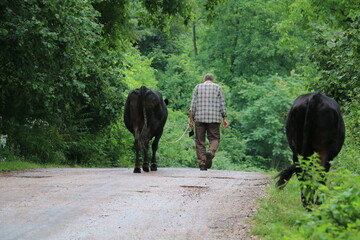 Peasant people taking their domestic cows to the garden to graze