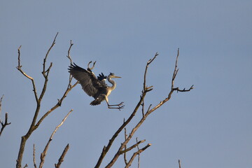 Airone cenerino in volo