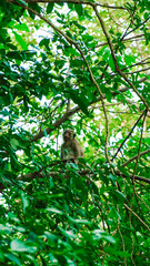 Małpa na drzewie Tajlandia, monkey - obrazy, fototapety, plakaty