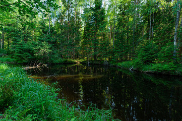 Fototapeta na wymiar A variety of summer forest landscapes with rivers.