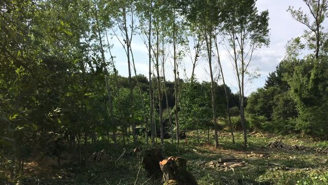 Tala de un &aacute;rbol. Chopos en el campo. 
