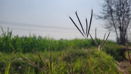 Grass flower in the field. Beautiful nature in the countryside.