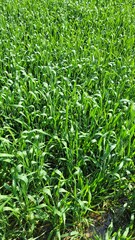 Fototapeta premium Green wheat field. Close up of green wheat field in sunny day