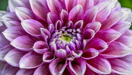 lilac and purple dahlia petals macro floral abstract background close up of flower dahlia for background soft focus