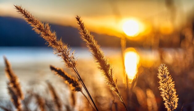 dry autumn grass on the shore of the lake at sunset abstract nature background macro image