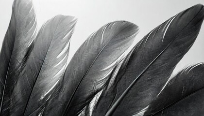 beautiful abstract black feathers on white background soft white feather texture on white texture pattern dark theme wallpaper gray feather background gray banners white gradient