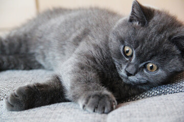 portrait of a british shorthair cat