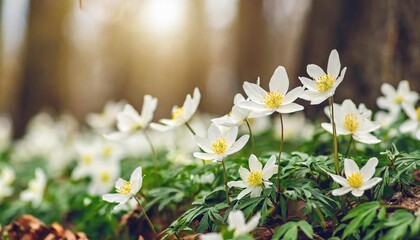 blooming snowdrop anemone flowers under the trees
