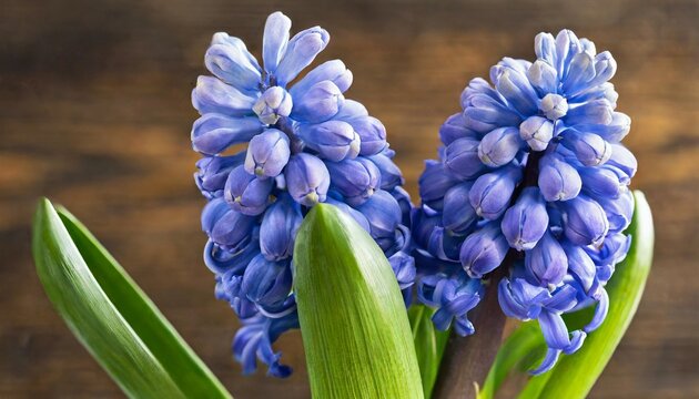 blue pearl hyacinth