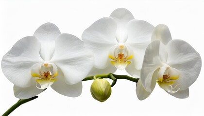white orchids isolated on white background clipping path included