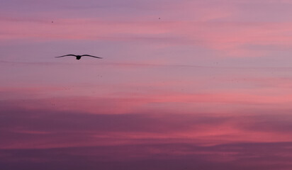 seagulls in the sky