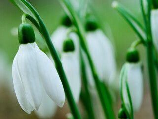 snowdrops in spring