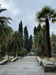 Fototapeta premium palm trees in the park