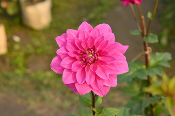 Photo single photo of a pink Dahlia closeup view.