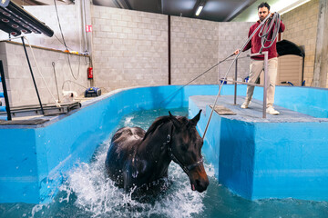 A horse actively engages in a hydrotherapy session for rehabilitation with a trainer overseeing the...
