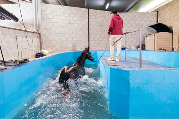 Professional trainer assists a thoroughbred during an equine hydrotherapy treatment in a...