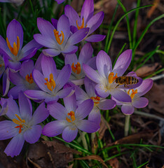 Bees pollinate early crocuses