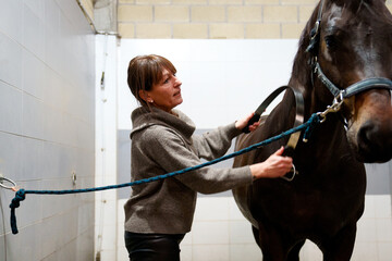 Woman brushing a bay horse in a stable.