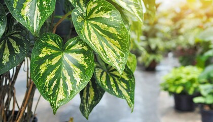 plant bush with hanging vines of green variegated heart shaped leaves devil s ivy or golden pothos epipremnum aureum the tropical foliage houseplant - obrazy, fototapety, plakaty