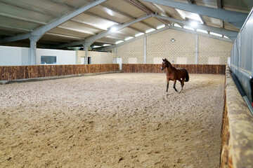 Majestic bay horse captured in mid-trot within the confines of an indoor sandy arena, exhibiting...