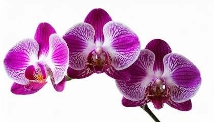 purple orchid blossoms isolated on white