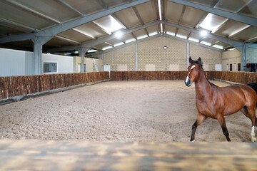 A bay horse stands alert in a spacious indoor equestrian arena, with a sandy floor and wooden...