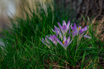 spring crocus flowers