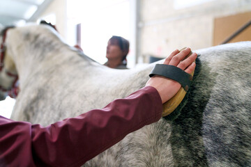 Detail of a young rider's hand grooming her grey horse.